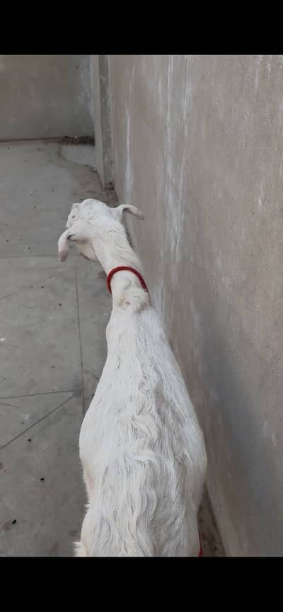 Tedddy munda ando bakra