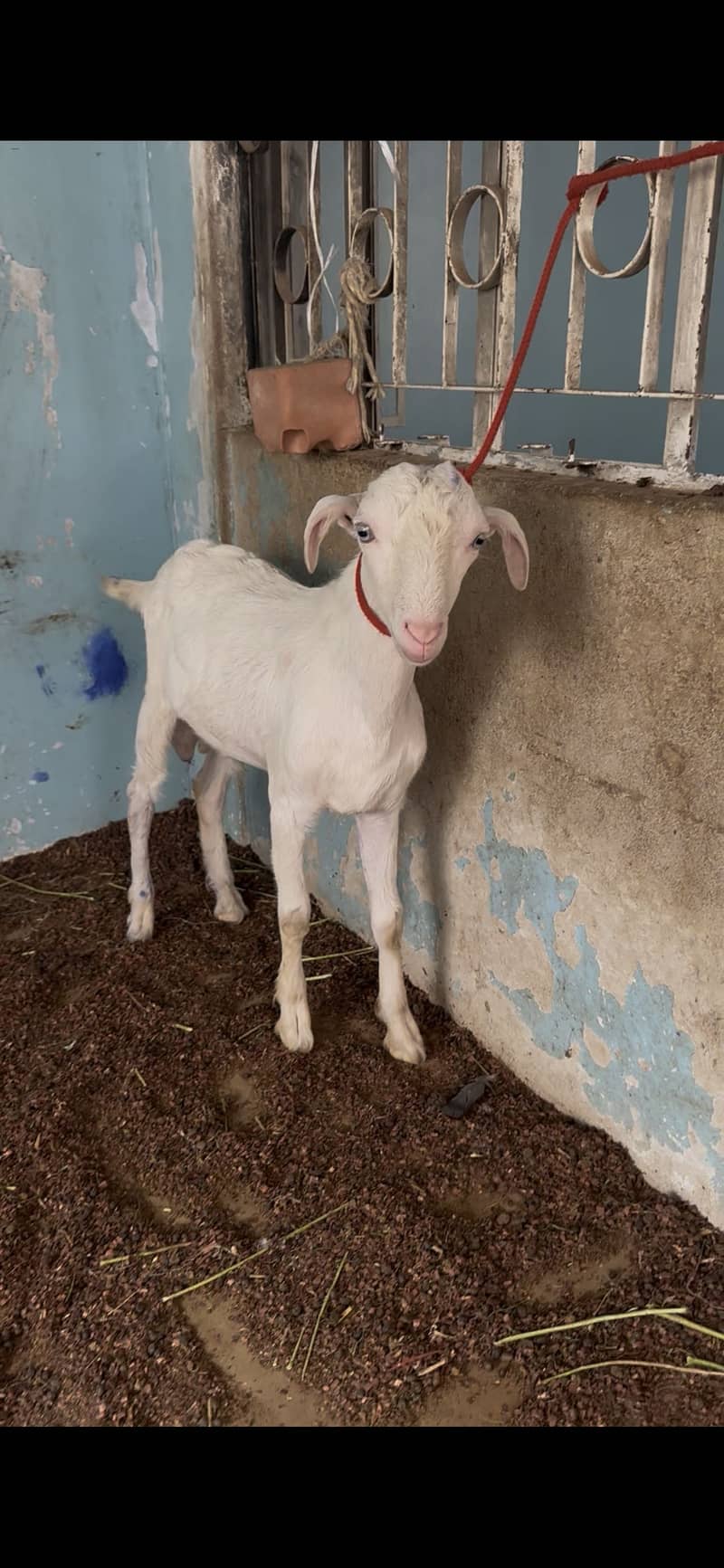 Tedddy munda ando bakra 1