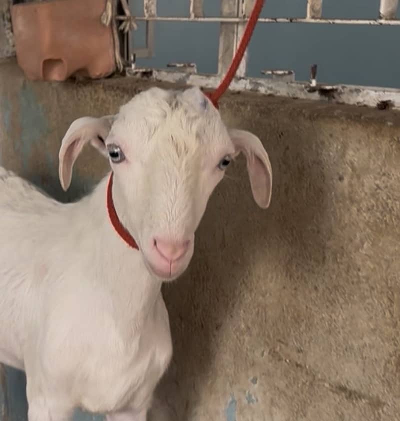 Tedddy munda ando bakra 2