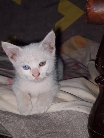 female baby kitten ( persian )