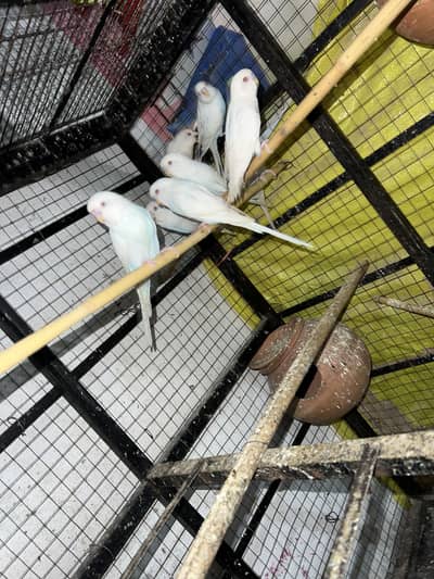 Australian budgie white breeder