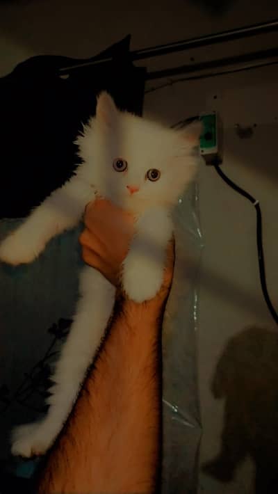 Wattsapp 03234055290 Cute Cat babys Low Price