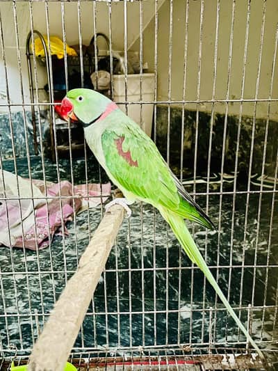 raw breeder pair for sale
