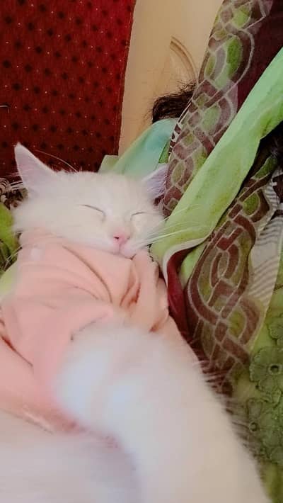 Adorable 5 month old male cat for sale