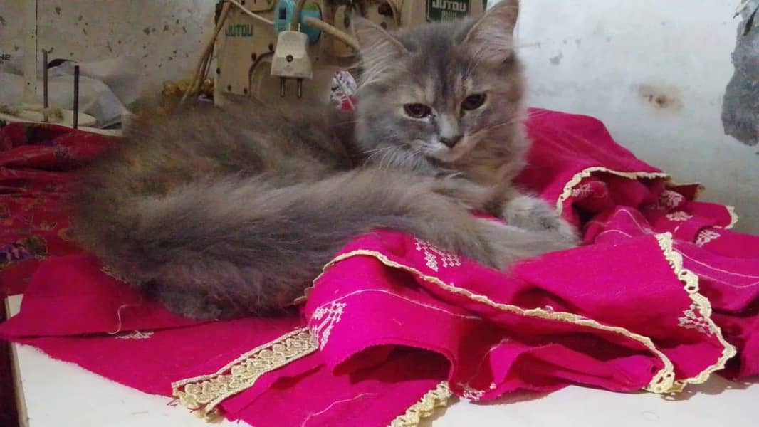 Trendi kitten cute 1