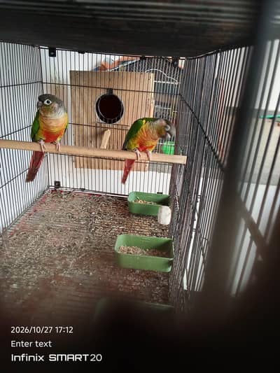 green chick yellow sided conure