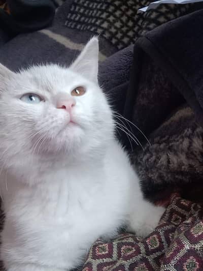 odd eye cat