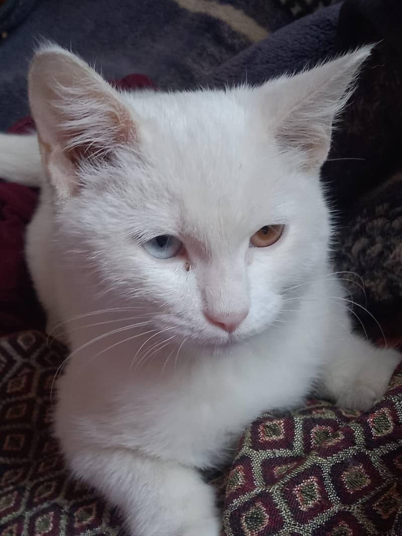 odd eye cat 1