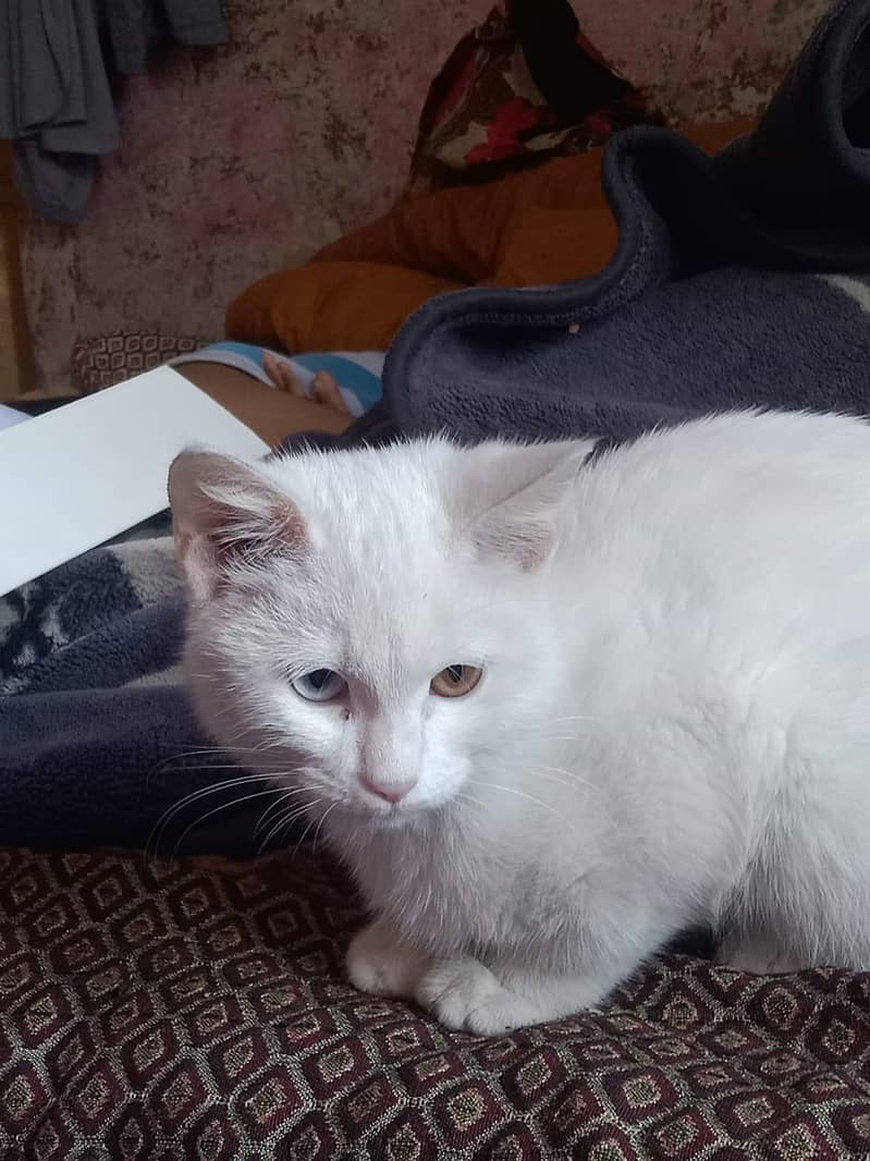 odd eye cat 2