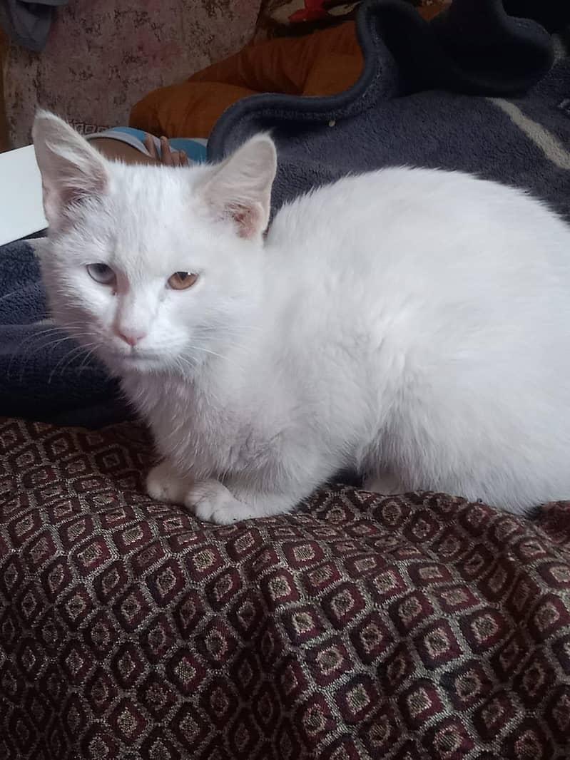 odd eye cat 3