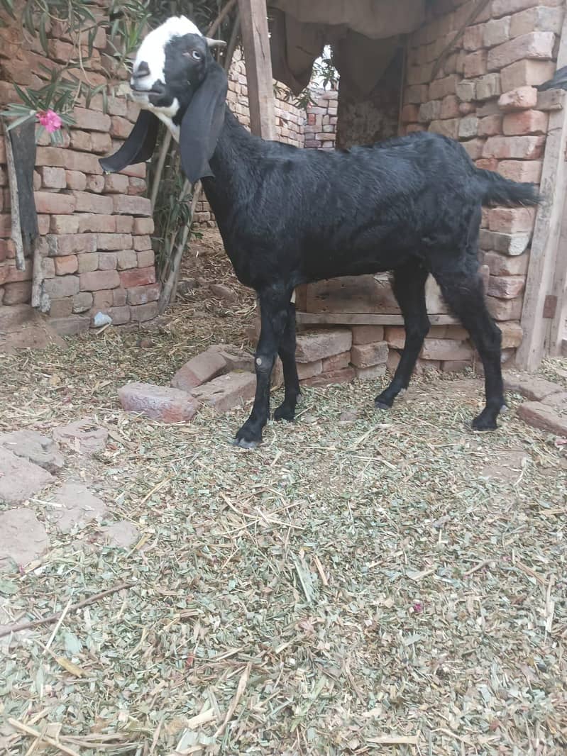 bakri 0