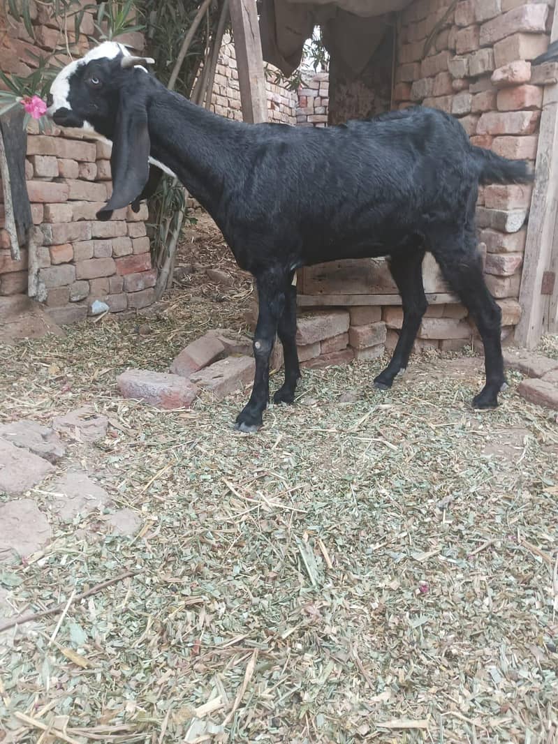 bakri 1