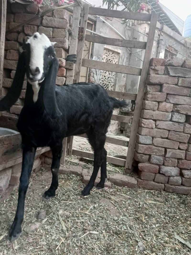 bakri 2