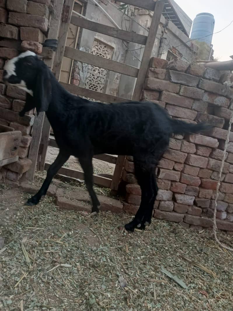 bakri 3
