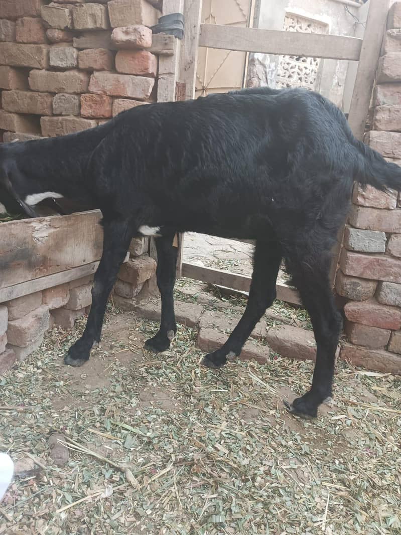 bakri 4