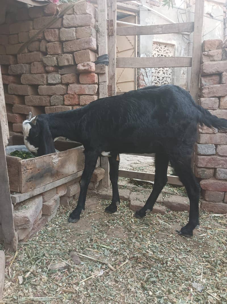 bakri 5