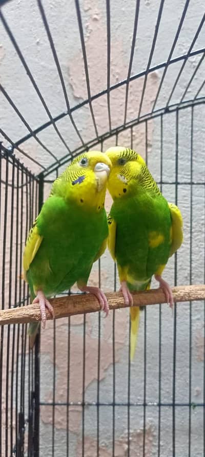 Budgies 5 Breeder Females Budgerigar Australian Parrots (Bajri).
