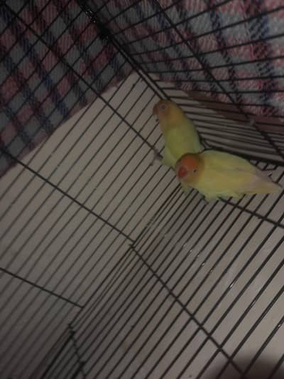 breeder lovebirds pair cremino