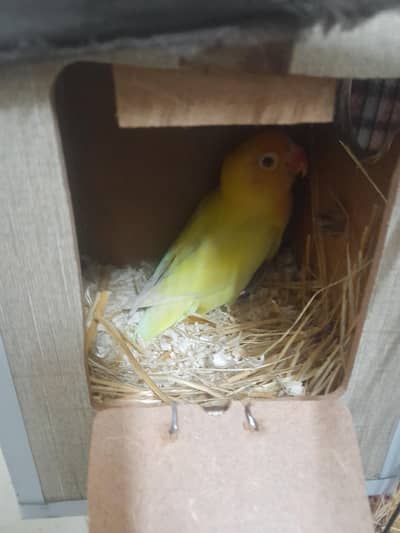 breeder lovebirds pair cremino