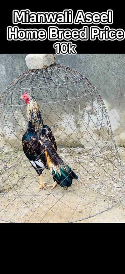 Mianwali aseel home breed