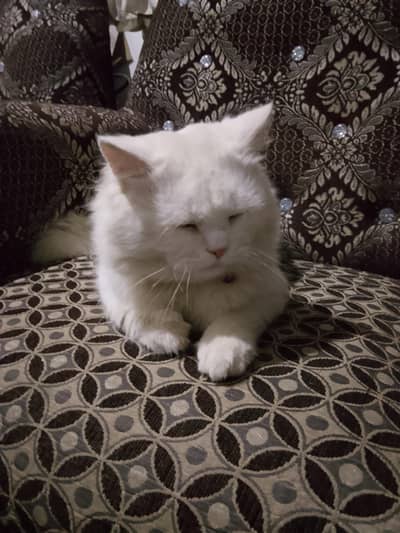 Persian cat