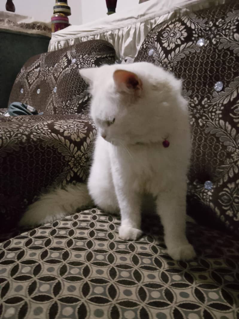Persian cat 1