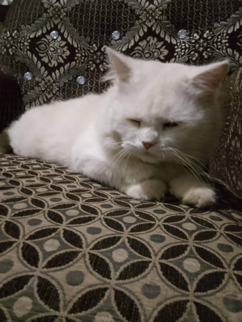 Persian cat 2