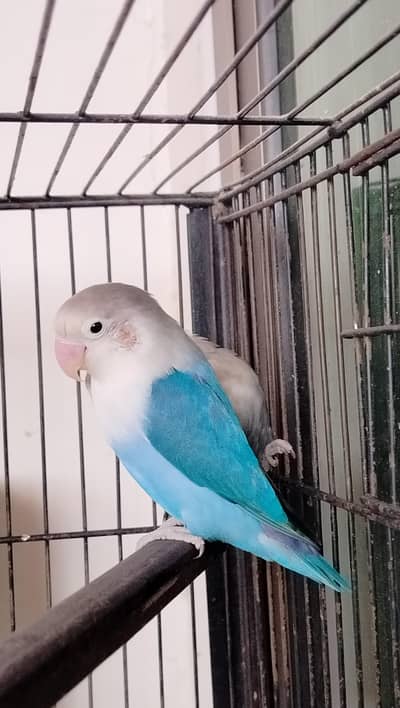 Lovebird breeder pair