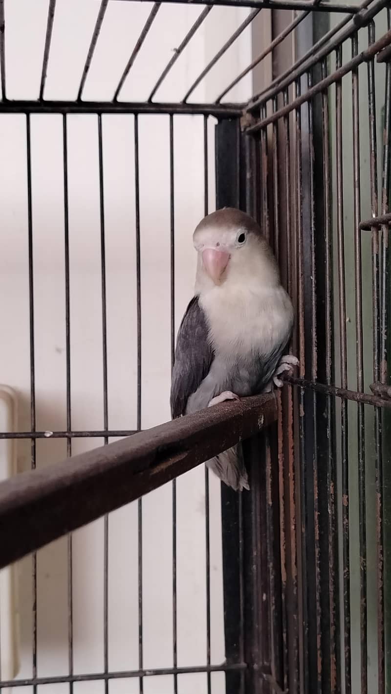 Lovebird breeder pair 1