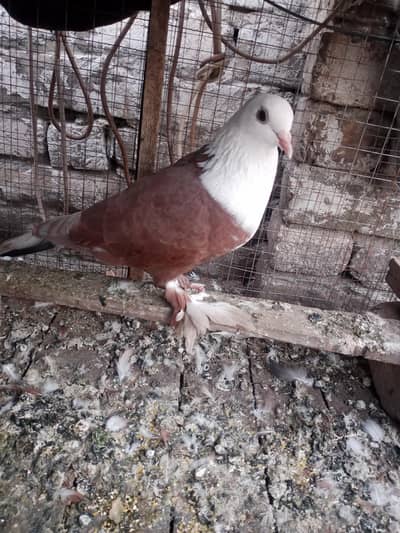 karbalai male