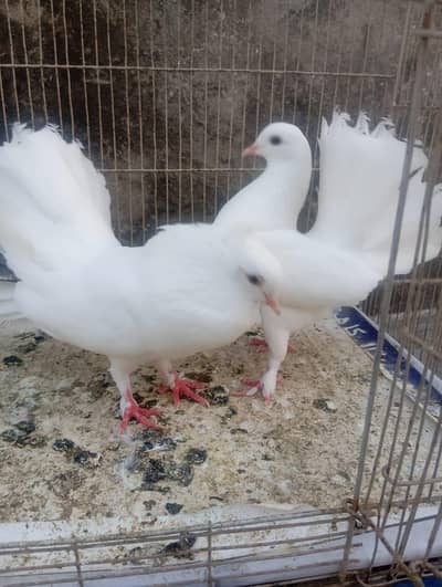 Lucky pigeons