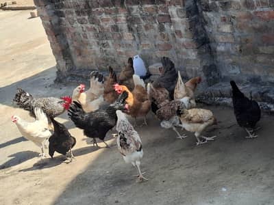 silver golden hens for sale