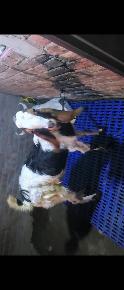 Beautiful Desi Male Goat – 4 Teeth – negotiable possible
