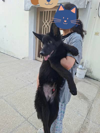 For sale. Kcp Pedigree male gsd pups. Age 5 months. Location rawalpin