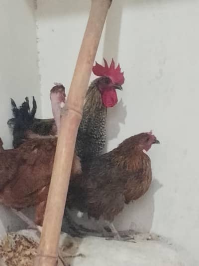 Dasi murga or Dasi hen for sale