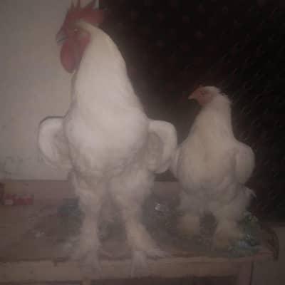 white puff pair