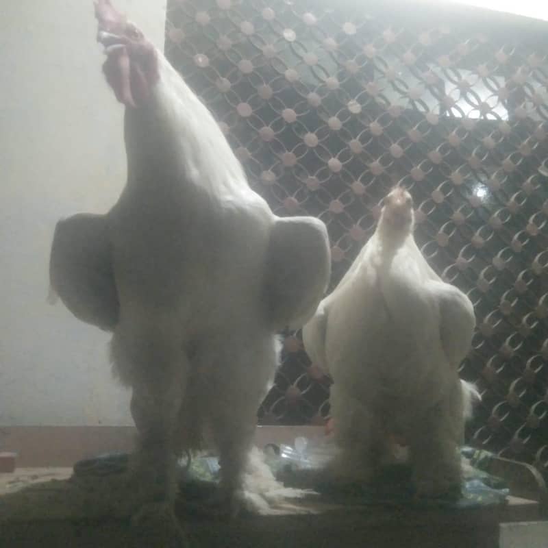 white puff pair 1