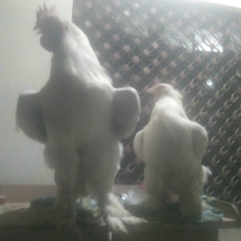white puff pair 2