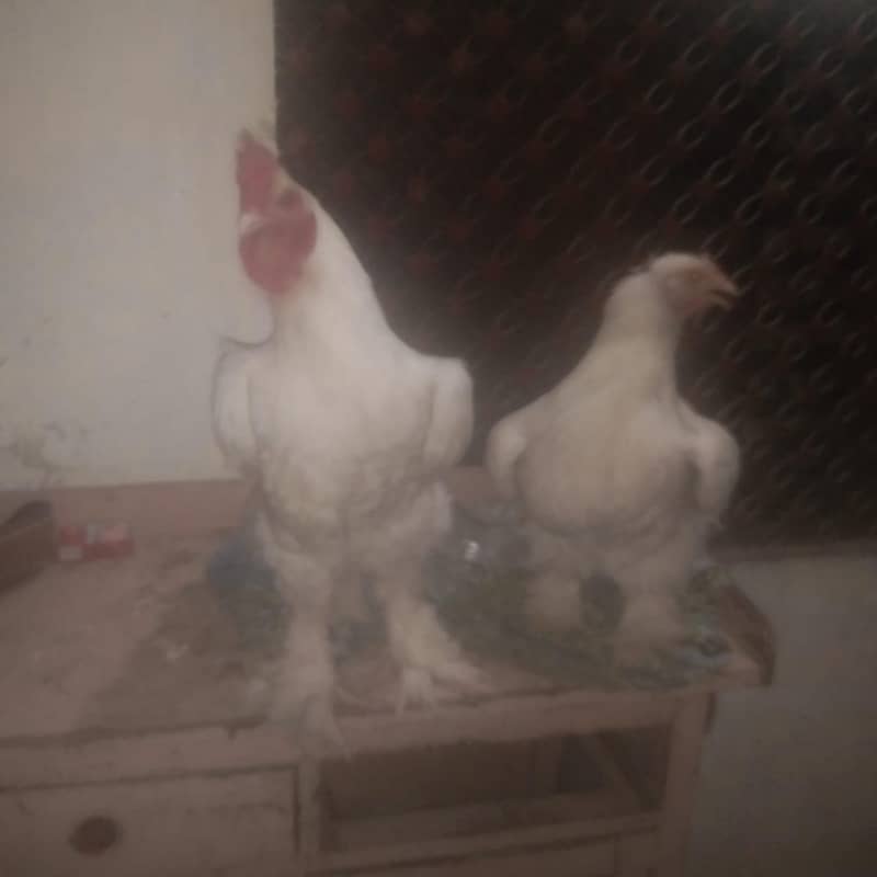 white puff pair 3