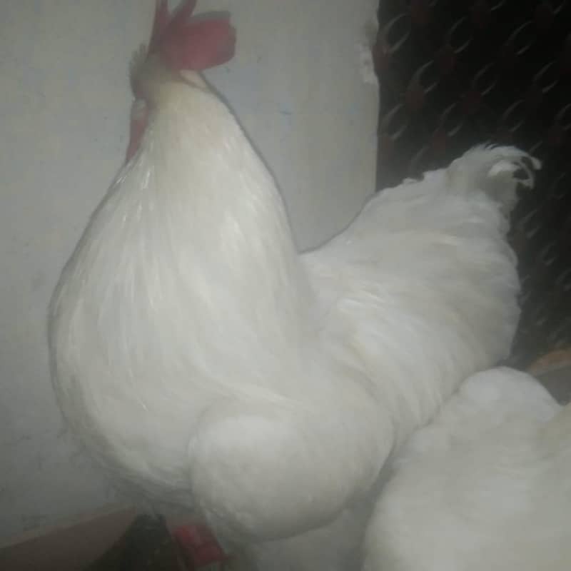 white puff pair 4