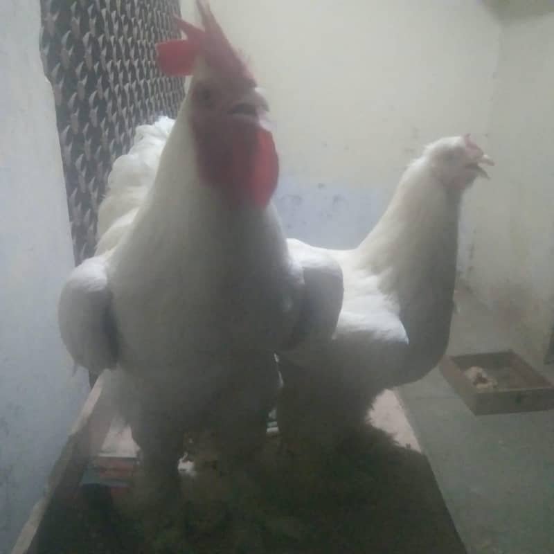 white puff pair 5