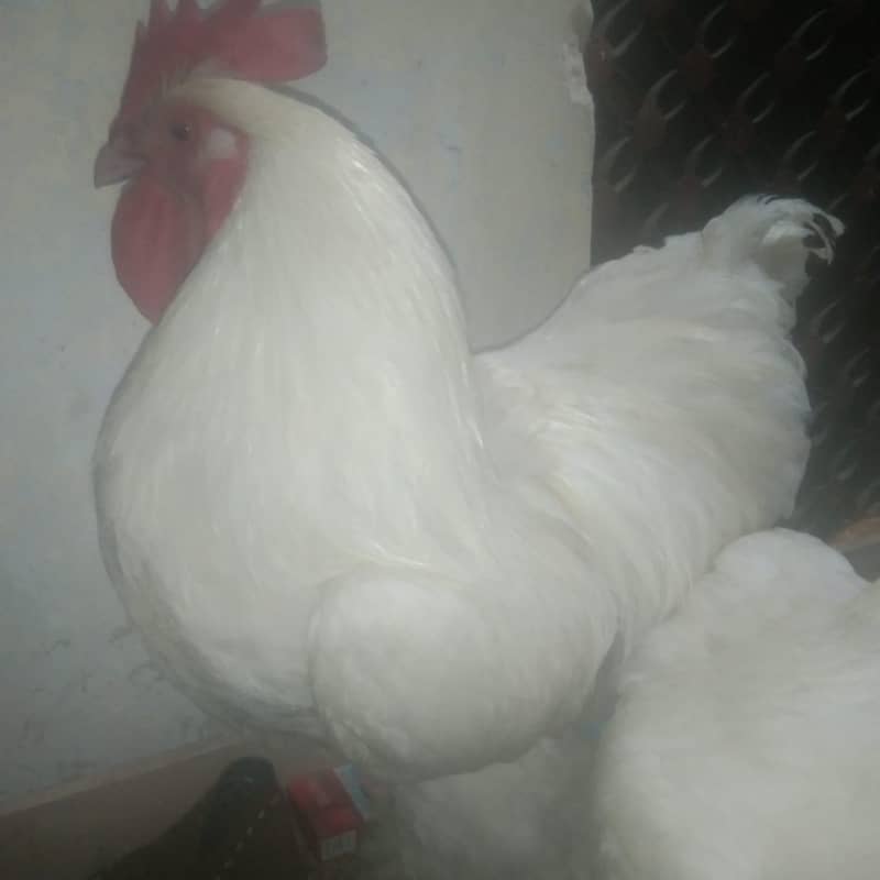 white puff pair 6