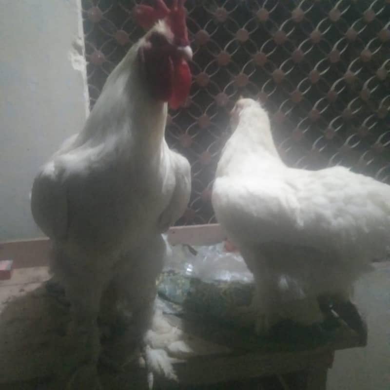 white puff pair 7