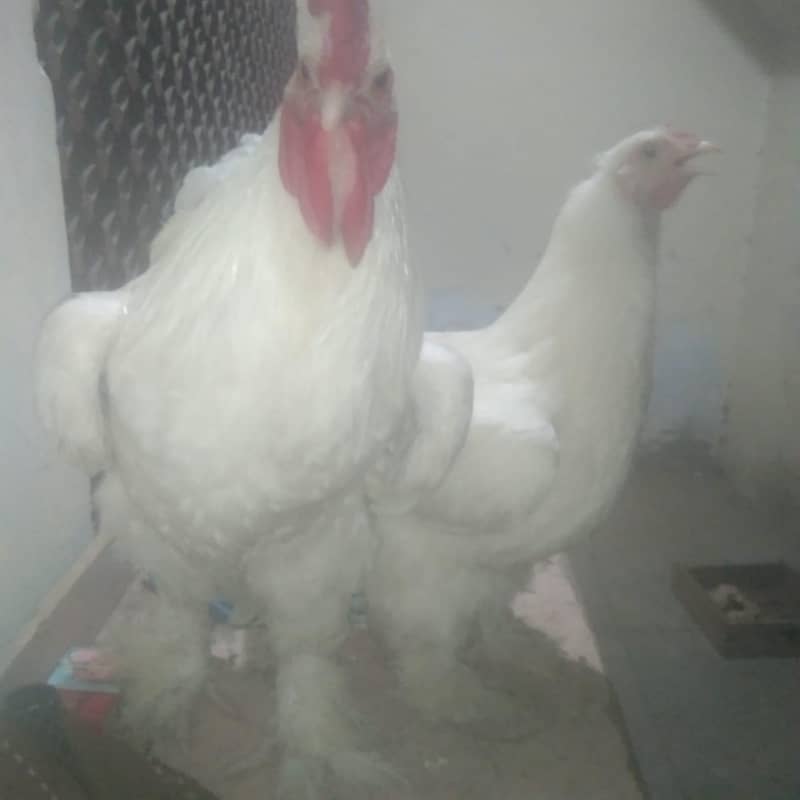 white puff pair 8