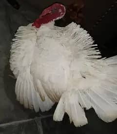 lavender blue slate & broadbrested white Turkey bird fresh fertile egg