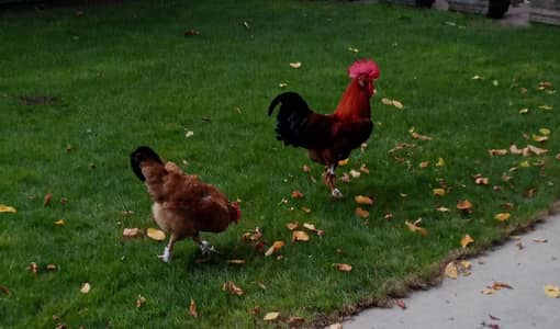 Cock & Hen Pair For Sale (Laying eggs)