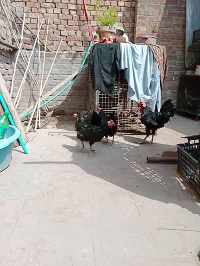 Austrolp Egg laying Hens