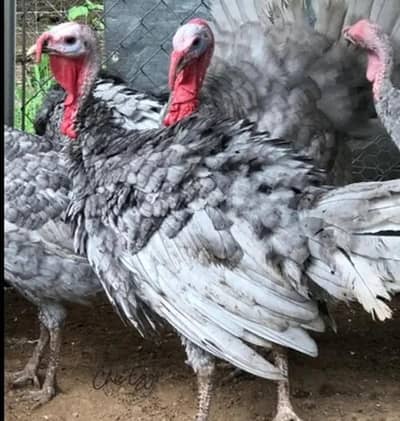 lavender blue slate & broadbrested white Turkey bird fresh fertile egg