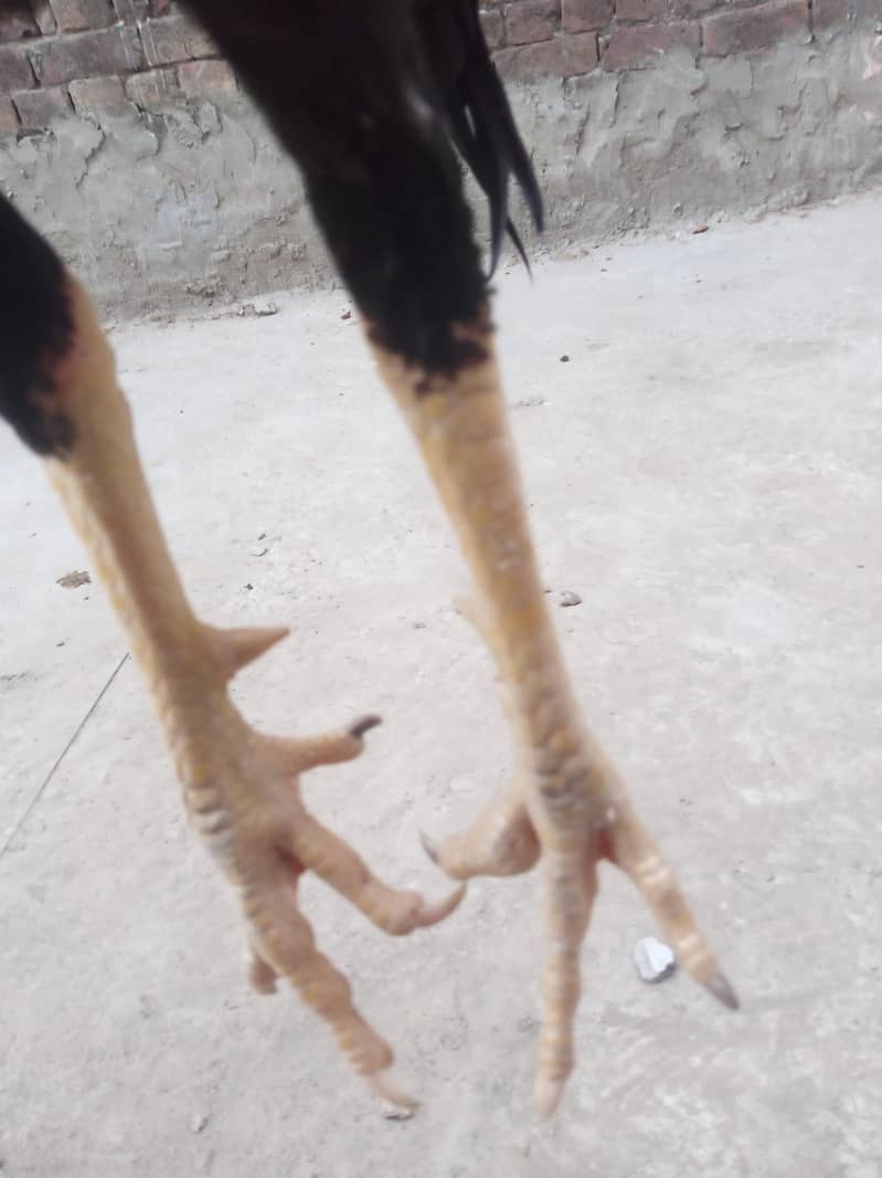 Active and healthy 1