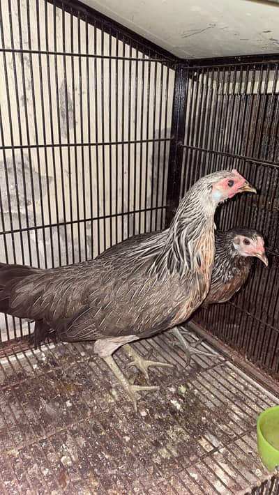Onagadori fancy hens pair
